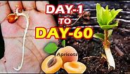 APRICOT SEEDLING - HOW TO GROW APRICOT TREE FROM SEEDS @SproutingSeeds
