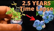 Growing Blueberries from Seeds to BERRIES Time Lapse