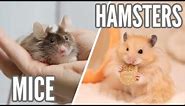 Mice VS Hamsters