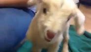 Cutest Baby Goat scream (kid)