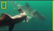 Tiger Shark vs. Hammerhead Shark | National Geographic