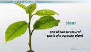 Plant Stem | Definition, Function & Parts