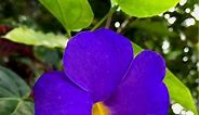 5 Easy-to-Grow Tropical Vines With Dazzling Blue Flowers