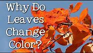 Why Do Leaves Change Color? What Makes the Leaves Fall? FreeSchool