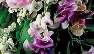 CHUXAY GARDEN Cochliasanthus Caracalla-Corkscrew Vine,Snail Vine,Snail Creeper,Snailflower,Snail Bean 8 Seeds Edible Bean Flower Vines Easily Grow