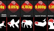 Animal Brain Size Comparison | Which Animal Has The Biggest Brain?