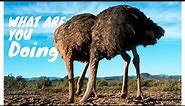 Why does the ostrich dip its head in the sand? | facts about ostrich | Animal Pet