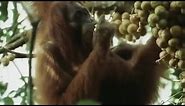 Orangutans Feeding in the Trees | Wild Indonesia | BBC Earth