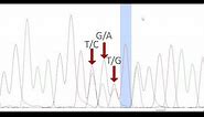 PHYLOGENETICS 3: DNA Chromatogram Analysis (Software, Quality Assessment, Editing and Export)