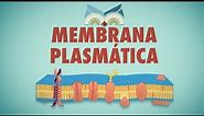 Membrana Plasmática - Toda Matéria
