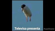 Televisa presenta(Meme)