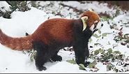 The Enchanting World of Red Pandas: Discover the Firefox of the Animal Kingdom!