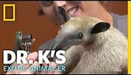 Meet Antoinette the Anteater | Dr. K's Exotic Animal ER