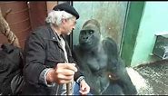Gorilla Silverback Roututu meets his friend - Raymond Hummy Art - Sehnsucht - Desire