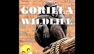 GORILLAS THE GENTLE GIANTS | GORILLAZ | WILDLIFE | ANIMALS | @swagwildlifemoments
