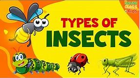 Names of Insects | Types of Insects for Kids | Various Bugs and Insects | Science Educational Video