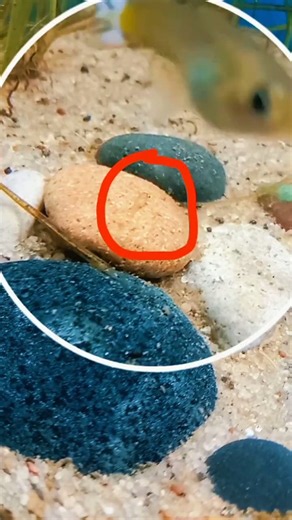 He👀 Said My Guppy Fish Would Die… And Look What Happened 😭 #shorts #viral