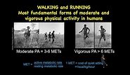 The Evolution of Human Physical Activity - Running and the Brain