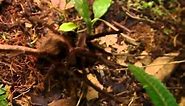 Documental Insectos Mortales (National Geographic)