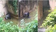 Extended video of Harambe shows gorilla holding the boy's hand