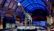 Dippy Returns: The Nation's Favourite Dinosaur | Natural History Museum