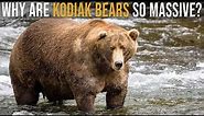 Why are Kodiak Bears So Massive?