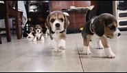 POV: Beagle Puppies are running towards you