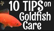 Goldfish Care: 10 Things You Should Know