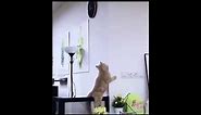 Cat jumps but fails and lands on its balls