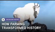 Why Was Farming So Important? | Big History Project