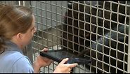 Chimpanzees use iPads!