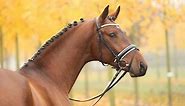 Amazing Horse - Hanoverian Horse