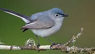 Blue-gray Gnatcatcher Identification, All About Birds, Cornell Lab of Ornithology
