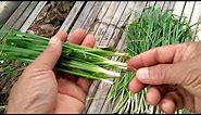 Garlic chive.How to grow and how to eat.