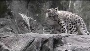 Silly Snow Leopard Cub Chases His Tail - So Cute!