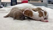 Check out our newest babies from... - The Amanda Foundation