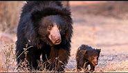 The Secret Lives of Indian Sloth Bears | Indian Sloth Bears Facts | Indian Wildlife