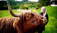 Scottish highland cows have an itch