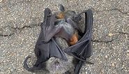 Rescuing an orphan flying-fox: this is Sultana