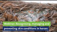 Webinar: Recognising, managing and preventing skin conditions in horses, Professor Derek Knottenbelt