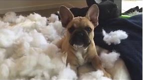 Top 13 GUILTY Dogs - Ultimate FUNNY and CUTE Guilty Dogs