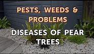 Diseases of Pear Trees