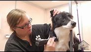 Grooming a Border Collie