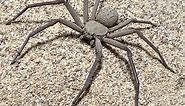 The Six Eyed Sand Spider, Sicarius thomisoides