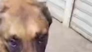 #dog#dogcoversnose #funny#smelly#meme#fyp#viral | dog covering nose with paw