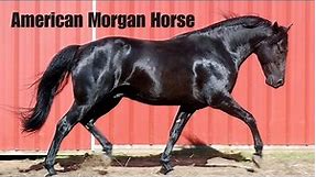 American Morgan Horse Breed: Picture Compilation With Facts and Information