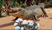 How Does Alligator Lay To 50 Eggs ?