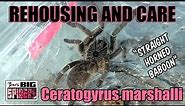 Ceratogyrus marshalli "Straight horned baboon" Rehouse and Care