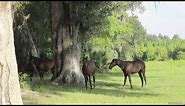 Wild Horses of Florida, The Florida Cracker Horse