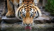 Discover The Largest Siberian Tiger Ever